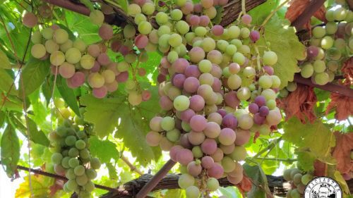 Bodegas Luis Pérez, Jerez