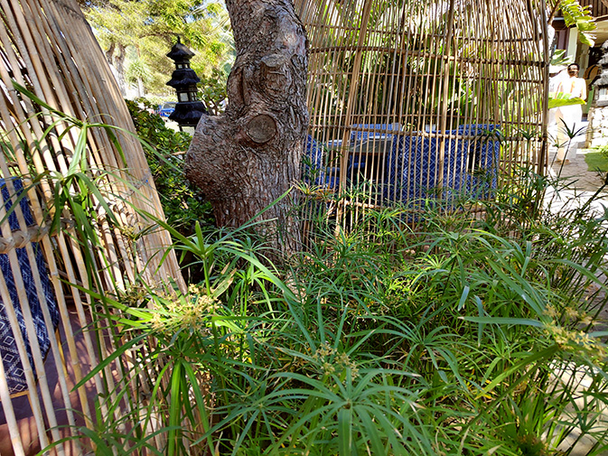 Blessing celebrant Hotel Varadero, Zahara de los Atunes