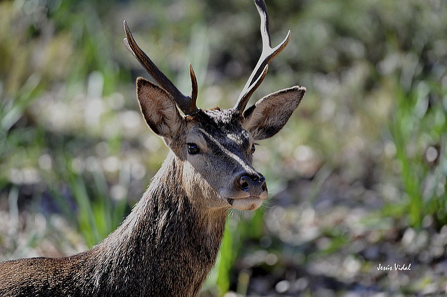  bodas civiles en Hotel Convento La Almoraima, Castellar de la Frontera.